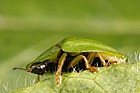 Cassida viridis Green Tortoise beetle
