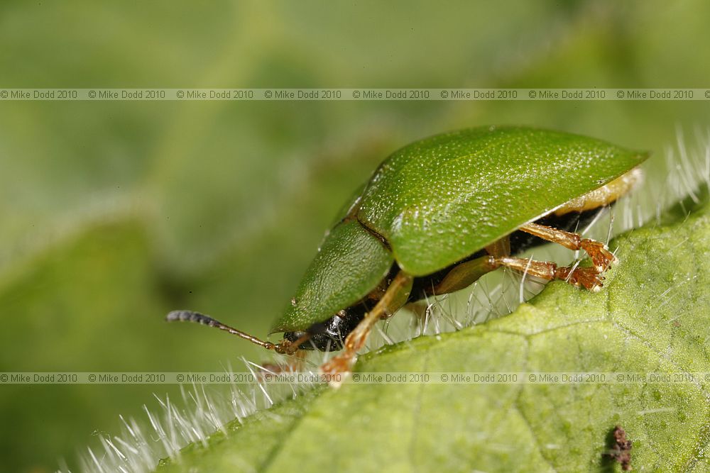 Cassida viridis Green Tortoise beetle