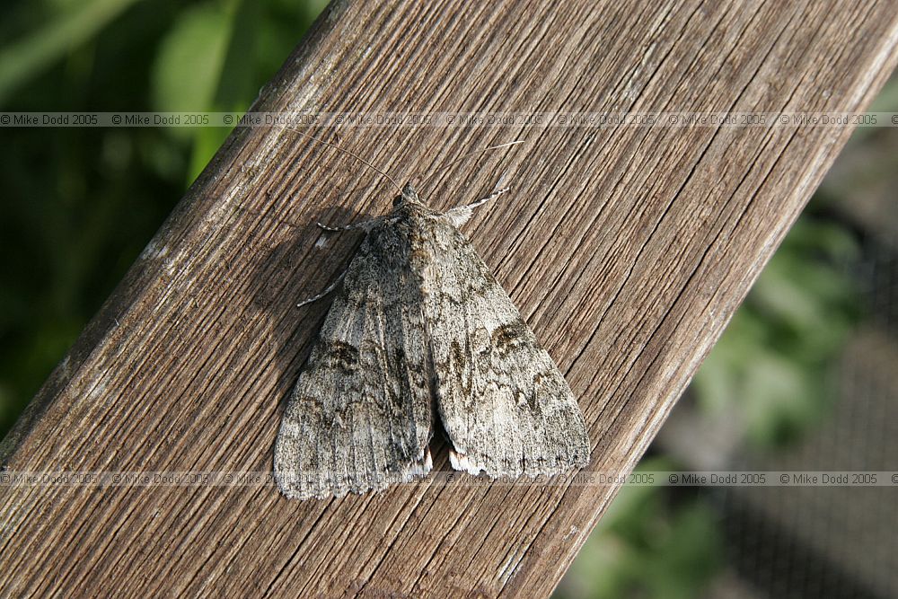 Catocala nupta Red Underwing