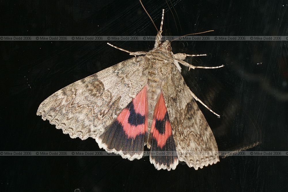 Catocala nupta Red underwing