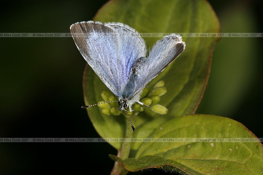 Celastrina argiolus Holly blue female