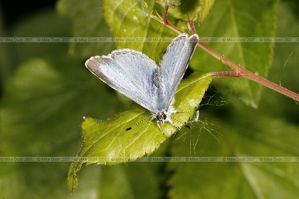 Celastrina argiolus Holly blue female