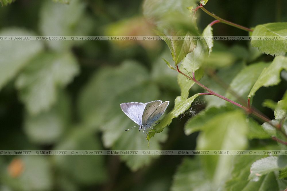 Celastrina argiolus Holly blue female