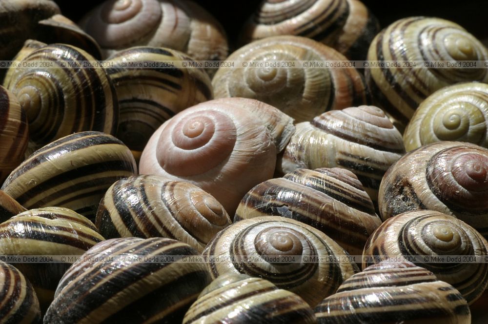 Cepaea nemoralis Brown lipped snail sometimes called Grove snail