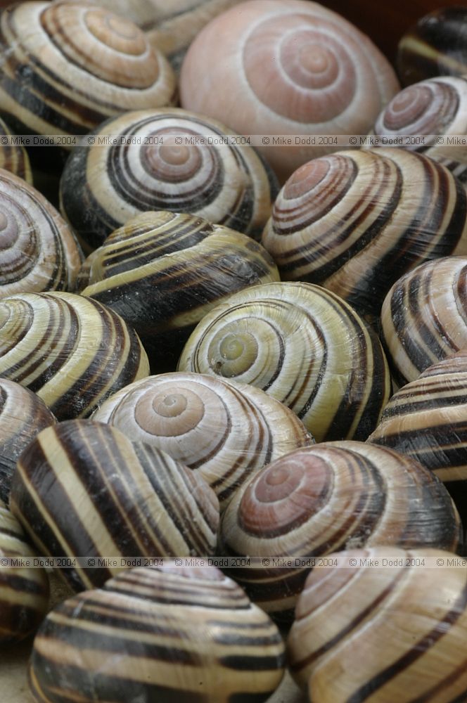 Cepaea nemoralis Brown lipped snail sometimes called Grove snail