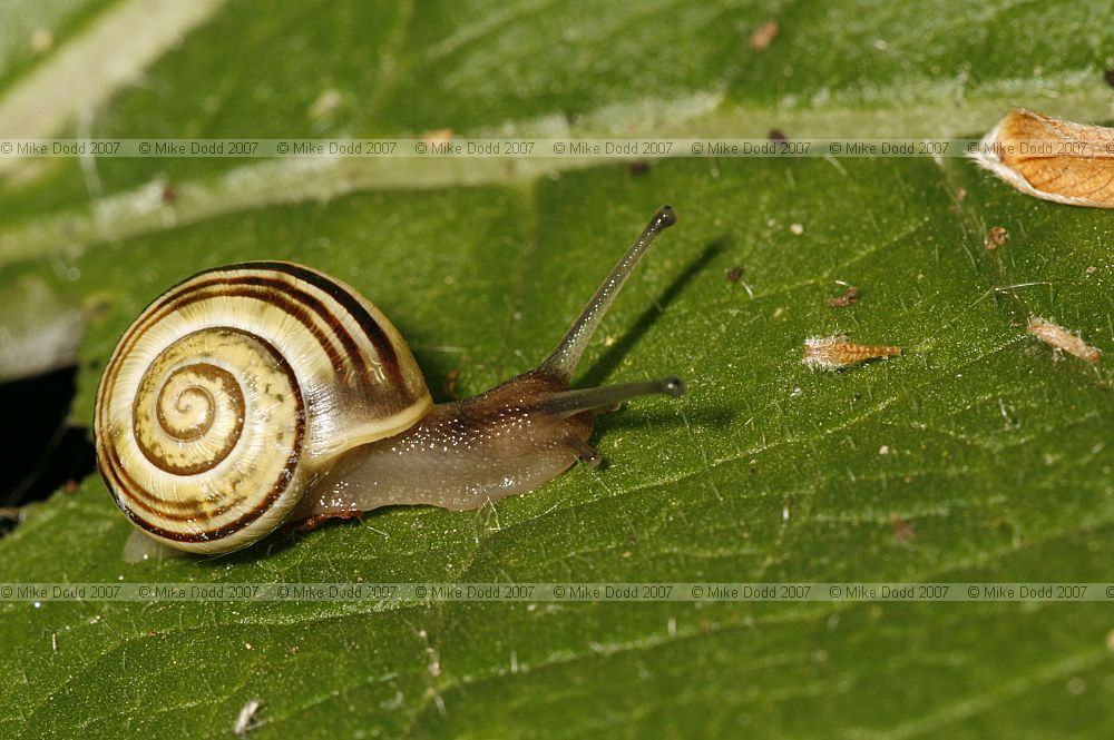 Cepaea hortensis