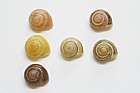 Cepaea hortensis pink yellow brown unbanded mid and 5 banded P0 P5 Y0 Y mid Y5 B0