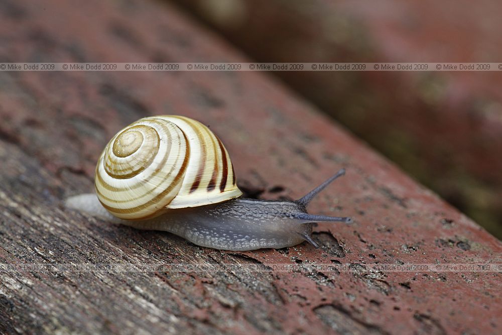 Cepaea hortensis White lipped snail Y5