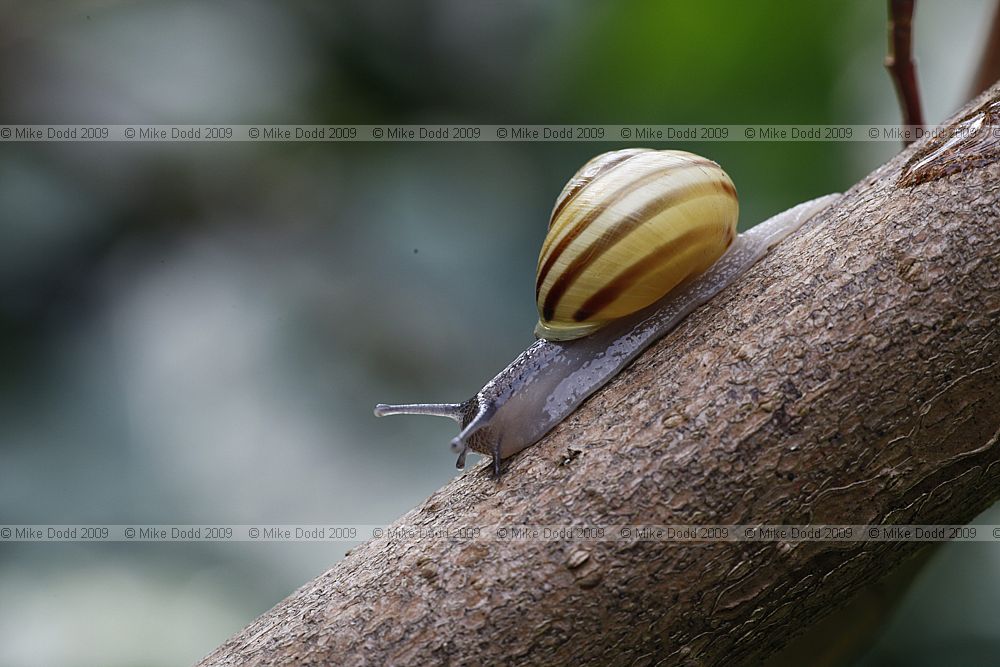 Cepaea hortensis White lipped snail Y5