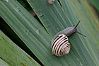 Cepaea hortensis White lipped snail