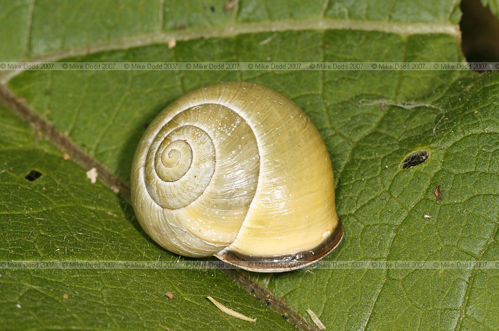 Cepaea nemoralis unbanded yellow Y0