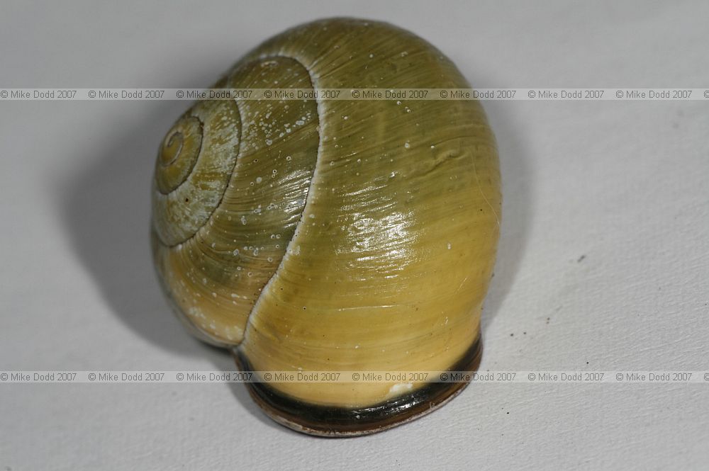 Cepaea nemoralis unbanded yellow Y0