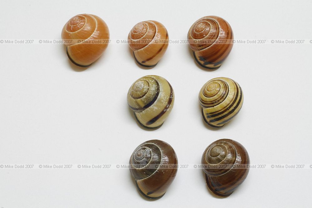 Cepaea nemoralis Banded snail or Grove snail P0 P mid P5 Y mid Y5 B mid B5