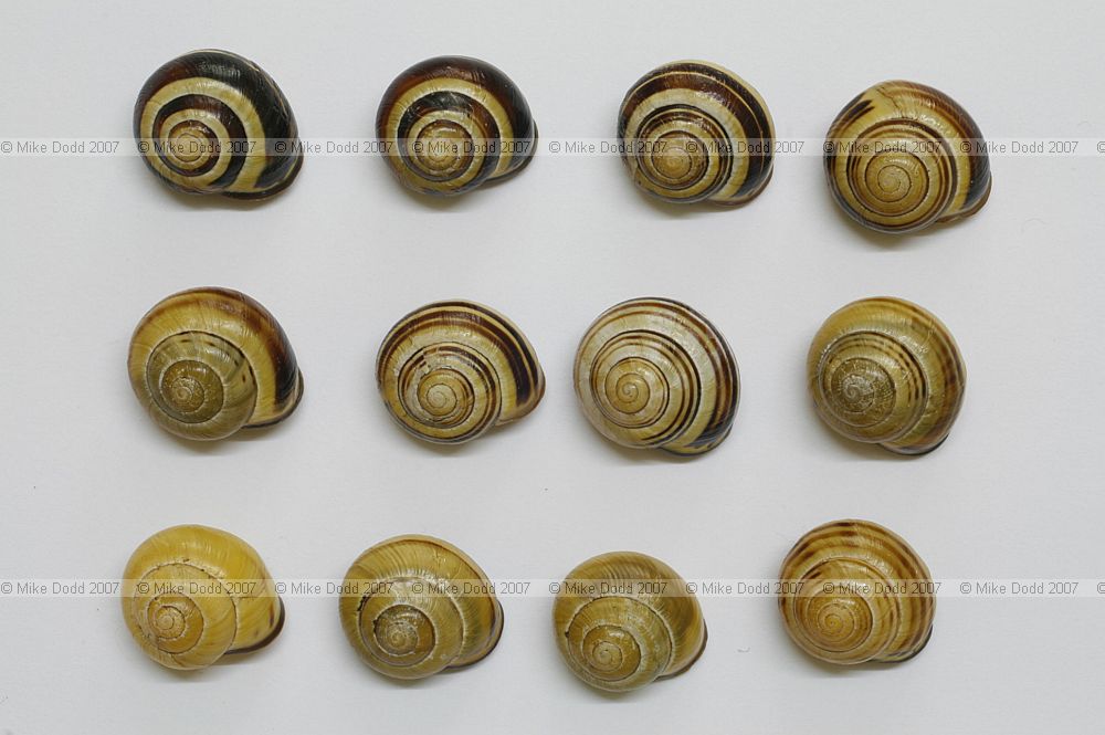 Cepaea nemoralis yellow 5 banded Y5