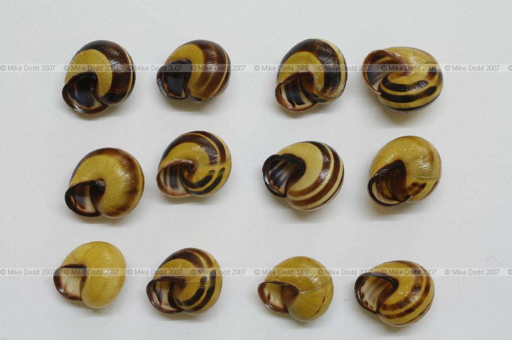 Cepaea nemoralis yellow 5 banded Y5