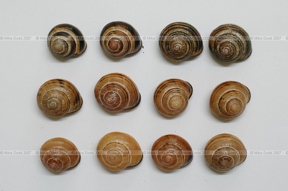 Cepaea nemoralis pink 5 banded P5