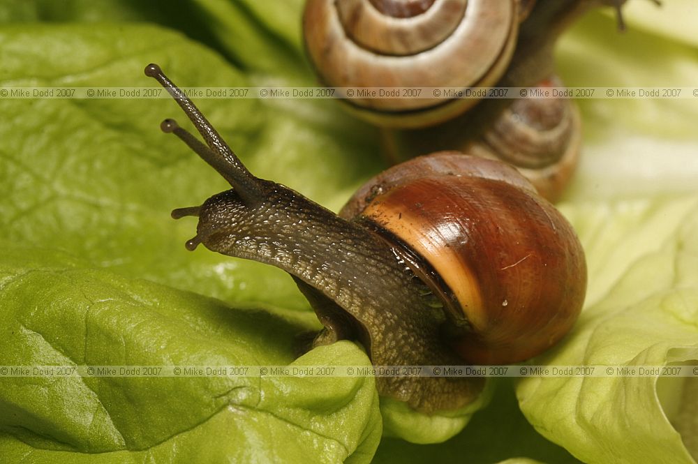 Cepaea nemoralis Banded snail or Grove snail