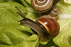 Cepaea nemoralis Banded snail or Grove snail