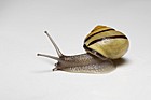 Cepaea nemoralis Banded snail Y3