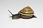 Cepaea nemoralis Banded snail Y5