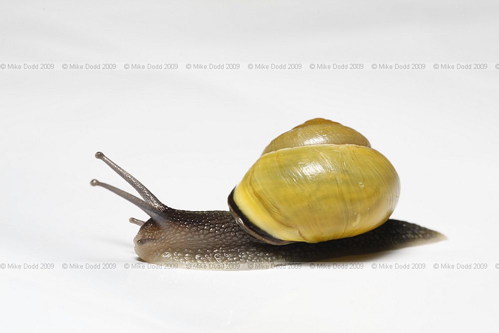 Cepaea nemoralis Banded snail Y0