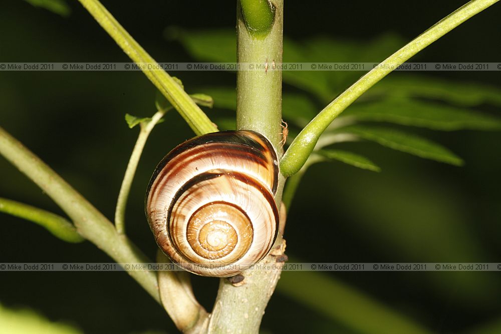 Cepaea nemoralis