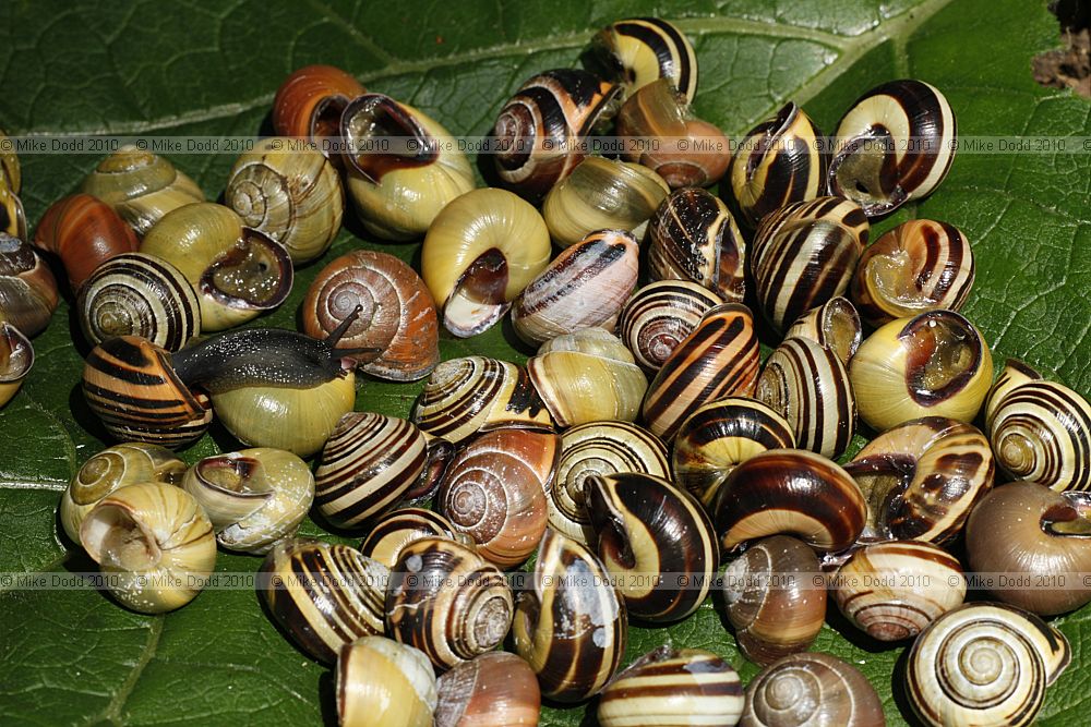 Cepaea nemoralis Brown-lipped snail
