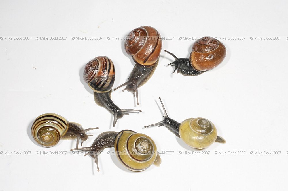 mixed Cepaea snails