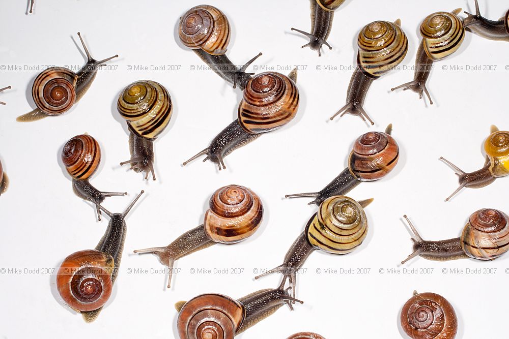 mixed Cepaea snails