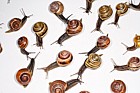 mixed Cepaea snails