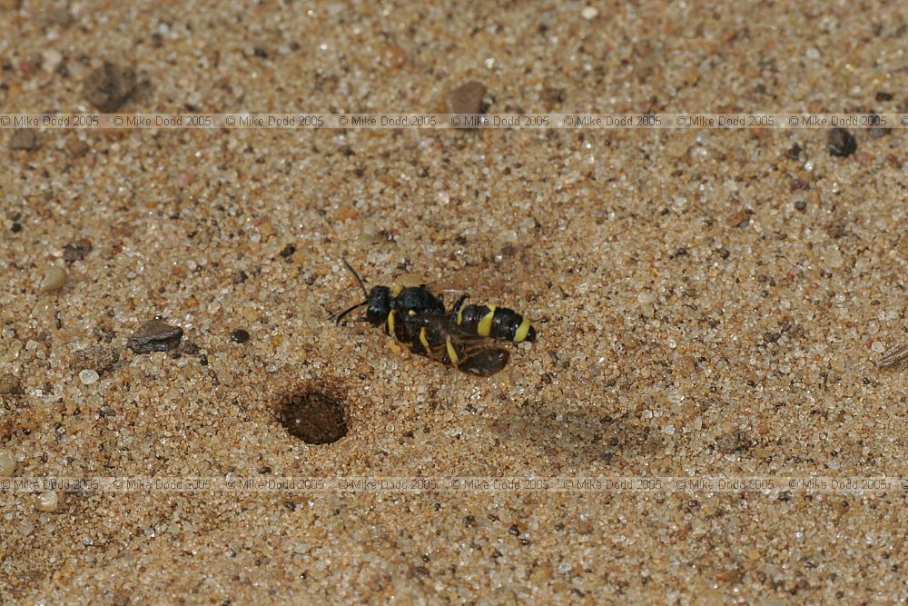 Cerceris rybyensis Ornate Tailed Digger Wasp