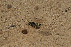 Cerceris rybyensis Ornate Tailed Digger Wasp
