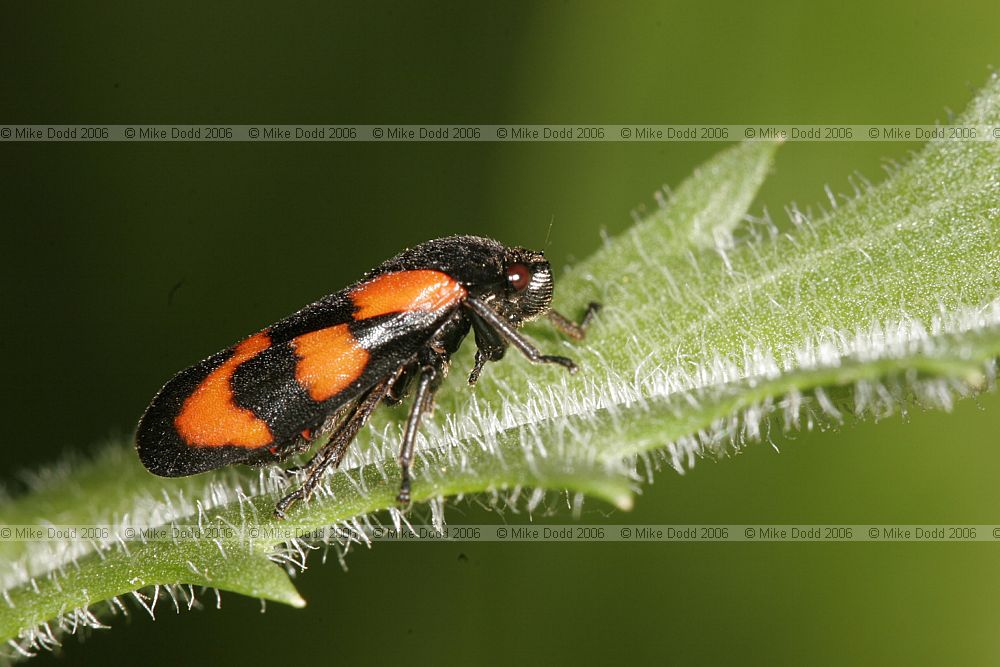 Cercopis vulnerata Froghopper