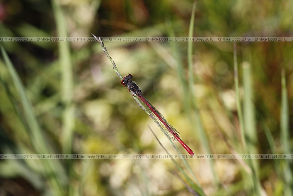 Ceriagrion tenellum Small red damselfly