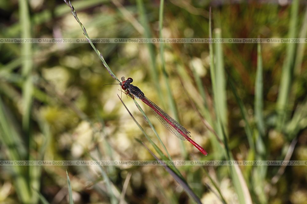 Ceriagrion tenellum Small red damselfly