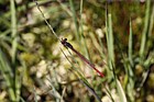 Ceriagrion tenellum Small red damselfly