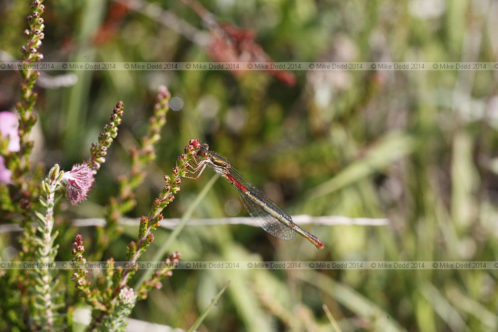 Ceriagrion tenellum Small red damselfly