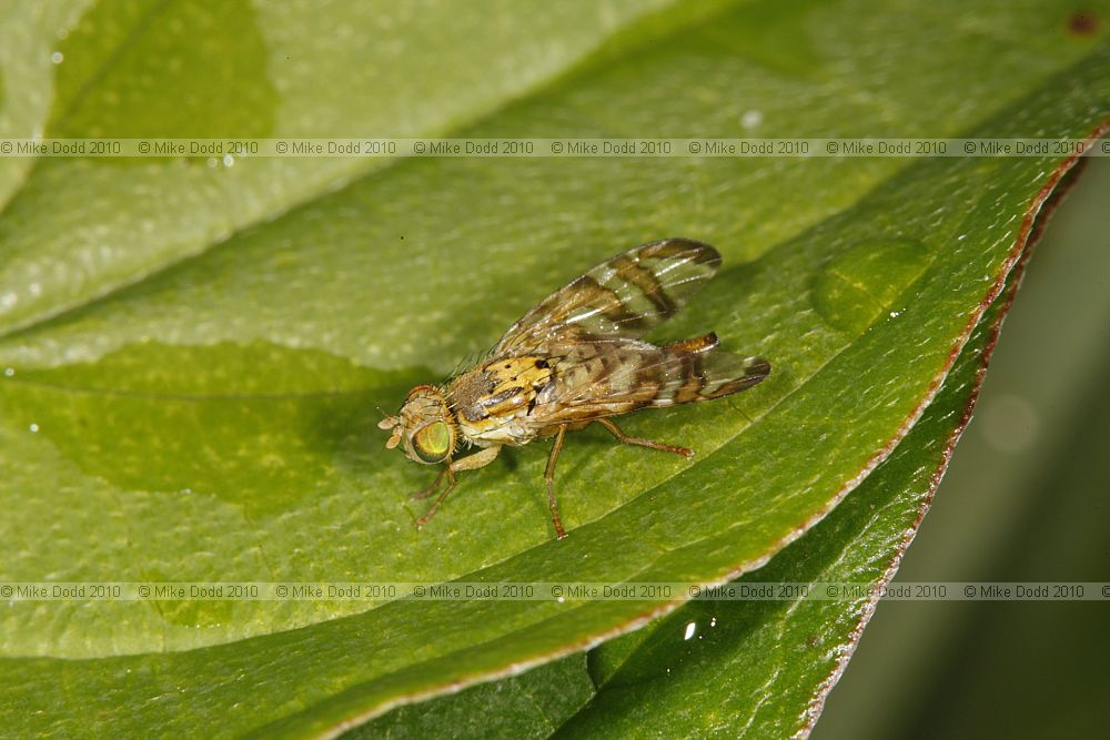 Chaetostomella cylindrica