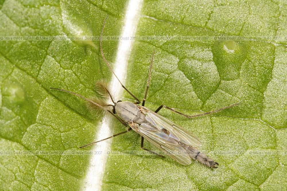 Chironomid male adult