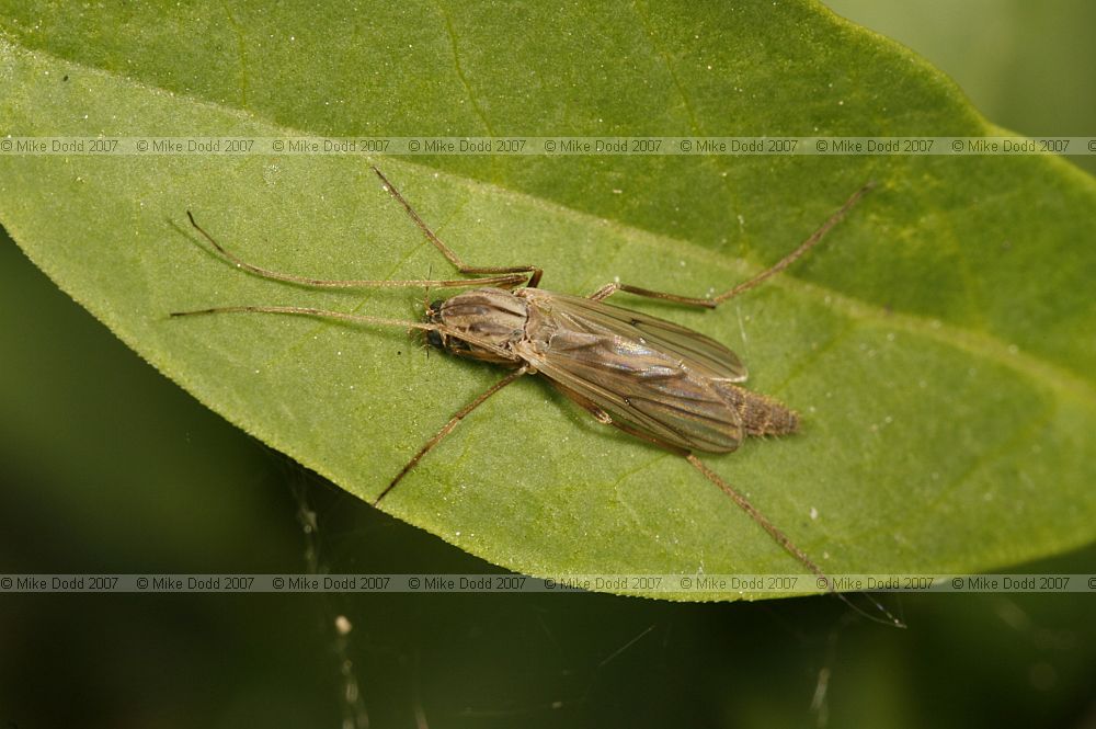 Chironomidae female