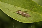 Chironomidae female