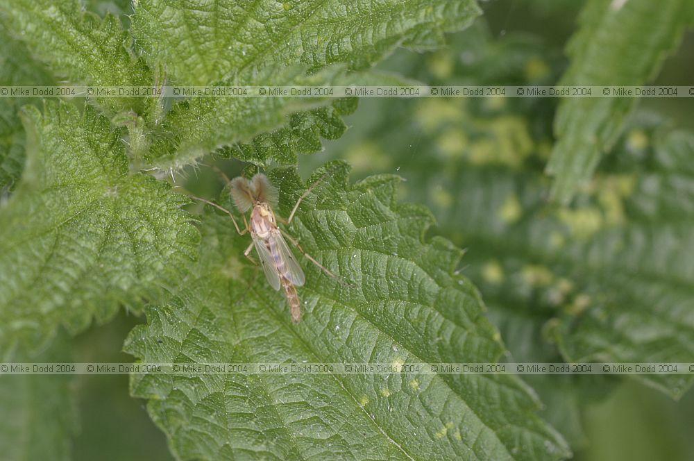 Chironomus plumosus non-biting Chironomidae midge (exact species uncertain but looks very much like this one)