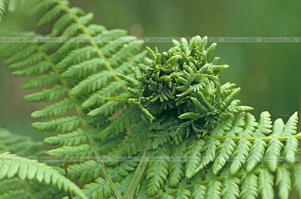 Chirosia betuleti Anthomyiidae leaf miner fly on fern