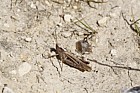 Chlorthippus brunneus Field grasshopper