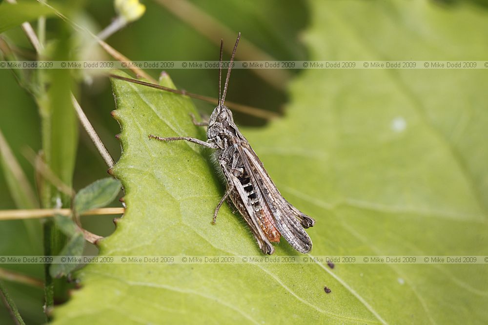 Chorthippus brunneus Field Grasshopper