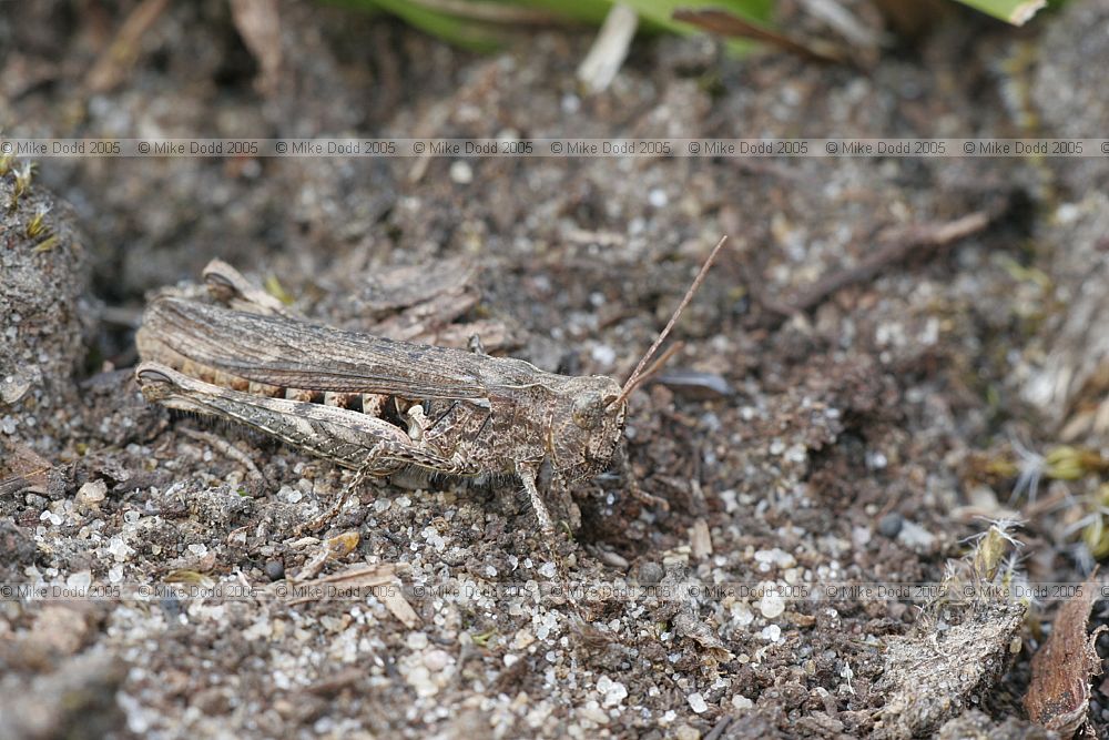 Chorthippus brunneus Common Field Grasshopper