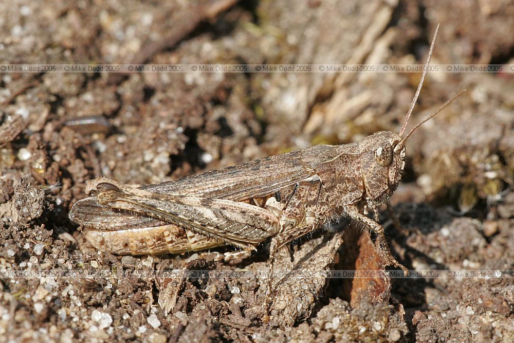 Chorthippus brunneus Common Field Grasshopper