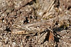 Chorthippus brunneus Common Field Grasshopper