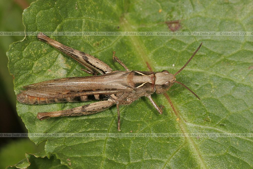 Chorthippus brunneus Field grasshopper