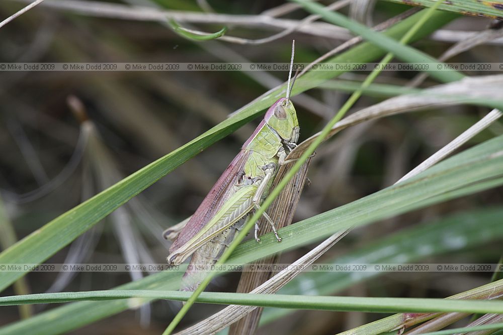 Chlorthippus parallelus Meadow grasshopper